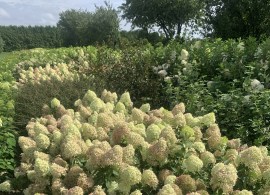 hydrangea pixio (5)2